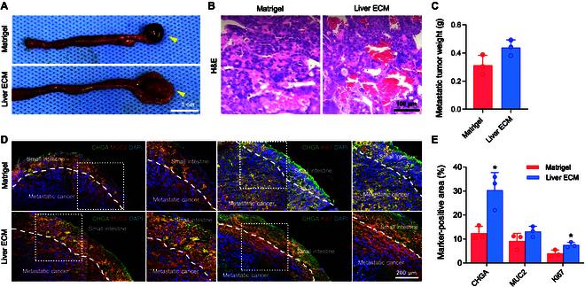 https://cdn.ncbi.nlm.nih.gov/pmc/blobs/c73d/12369845/32e87faf41ef/bmr.0242.fig.004.jpg