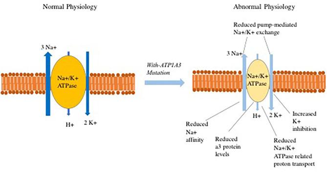https://cdn.ncbi.nlm.nih.gov/pmc/blobs/c73e/8021799/6b4316ce4f77/fneur-12-648031-g0001.jpg