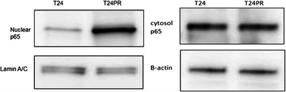 https://cdn.ncbi.nlm.nih.gov/pmc/blobs/c741/4424446/26fbb9eefe7b/12885_2015_1315_Fig4_HTML.jpg