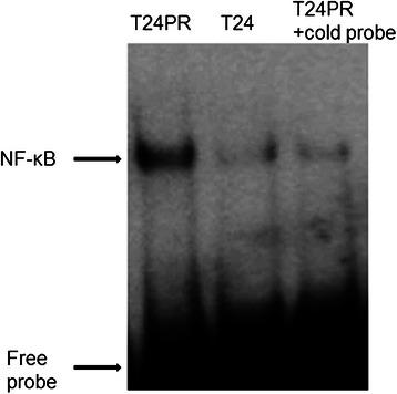 https://cdn.ncbi.nlm.nih.gov/pmc/blobs/c741/4424446/65eaf51992d8/12885_2015_1315_Fig3_HTML.jpg