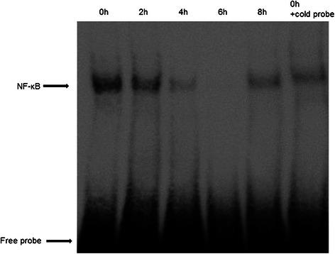 https://cdn.ncbi.nlm.nih.gov/pmc/blobs/c741/4424446/d928645916c1/12885_2015_1315_Fig5_HTML.jpg