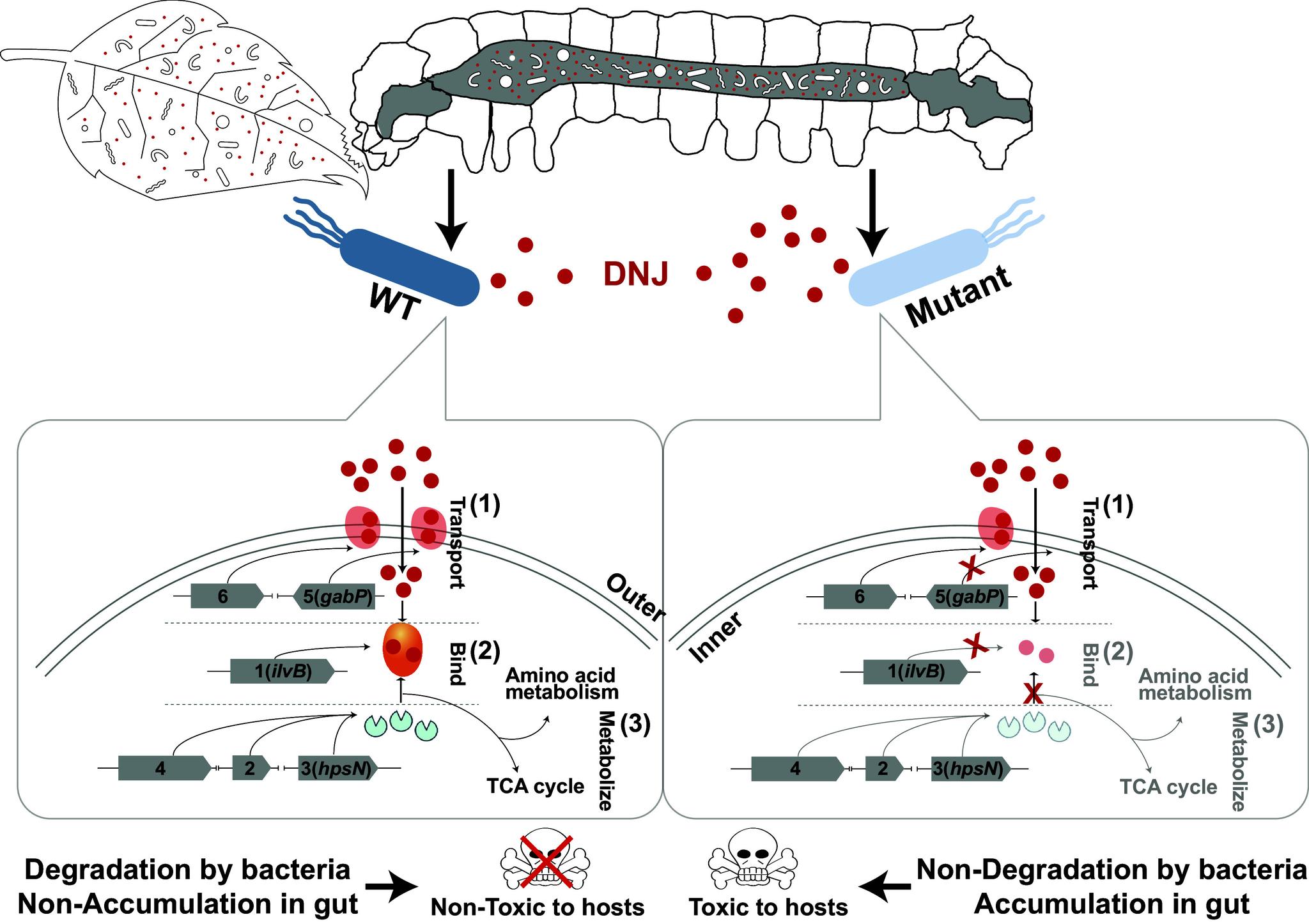 https://cdn.ncbi.nlm.nih.gov/pmc/blobs/c743/11494336/e74ac52b3b41/pnas.2412165121fig06.jpg