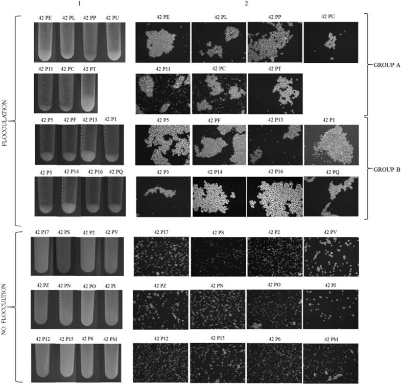 https://cdn.ncbi.nlm.nih.gov/pmc/blobs/c747/5589750/adef9404059c/41598_2017_9990_Fig5_HTML.jpg