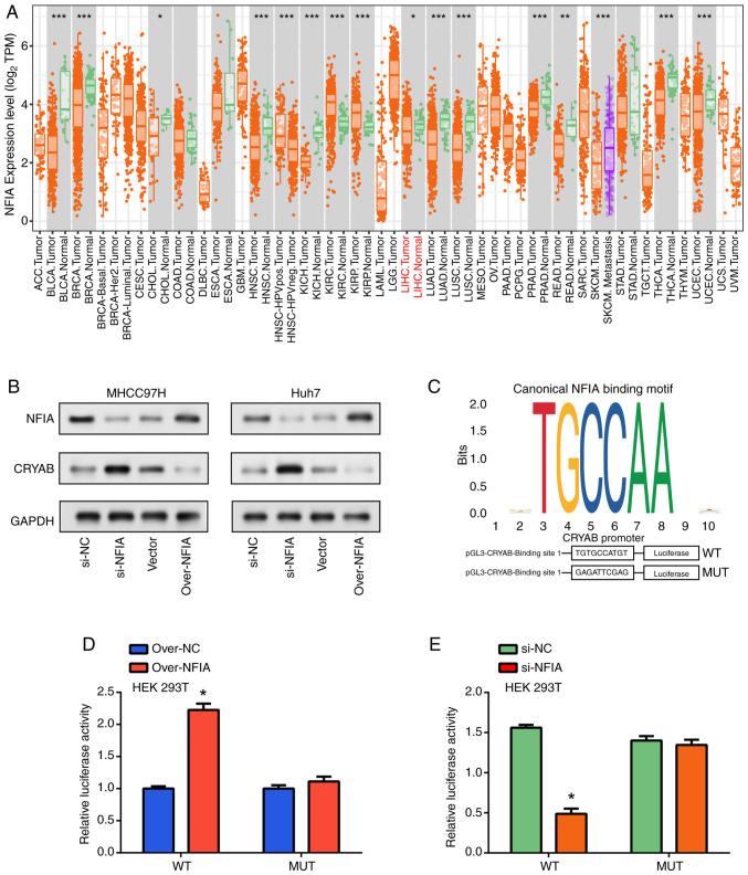 https://cdn.ncbi.nlm.nih.gov/pmc/blobs/c74d/12210110/ae5e6df33788/mco-23-02-02867-g04.jpg