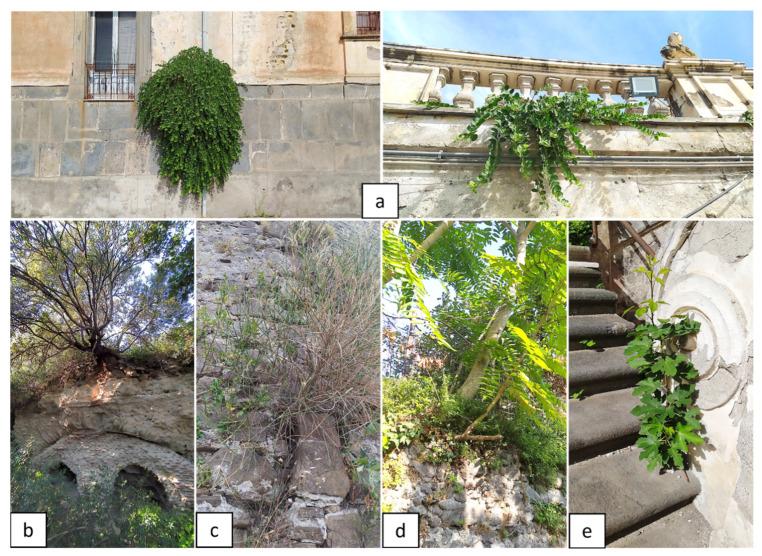 https://cdn.ncbi.nlm.nih.gov/pmc/blobs/c74d/9781475/ba2d7bc69881/plants-11-03429-g006.jpg