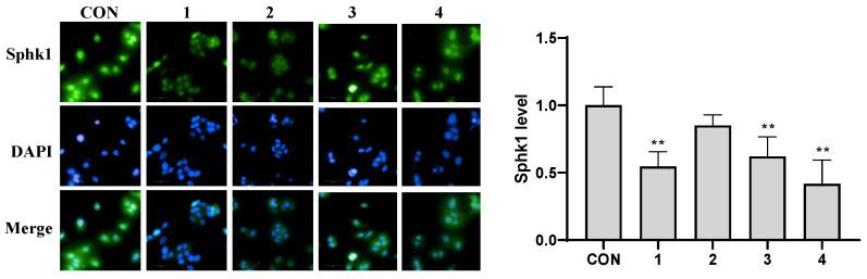https://cdn.ncbi.nlm.nih.gov/pmc/blobs/c74f/11477557/3c5ba5474dca/molecules-29-04711-g006.jpg