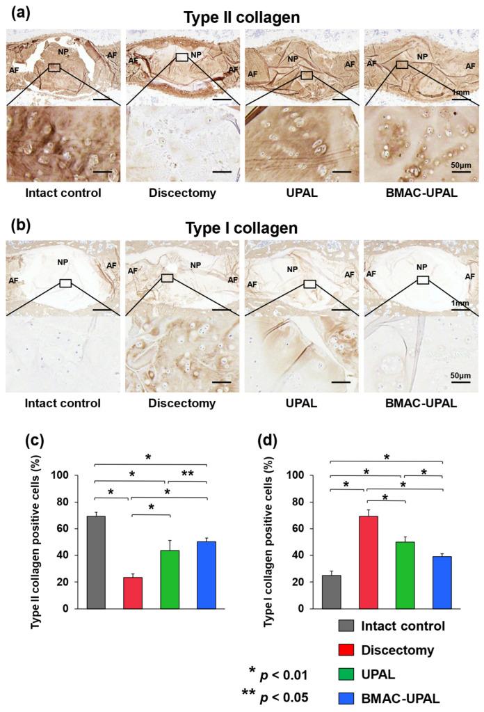 https://cdn.ncbi.nlm.nih.gov/pmc/blobs/c757/11172114/3bdad97e4731/cells-13-00987-g005.jpg