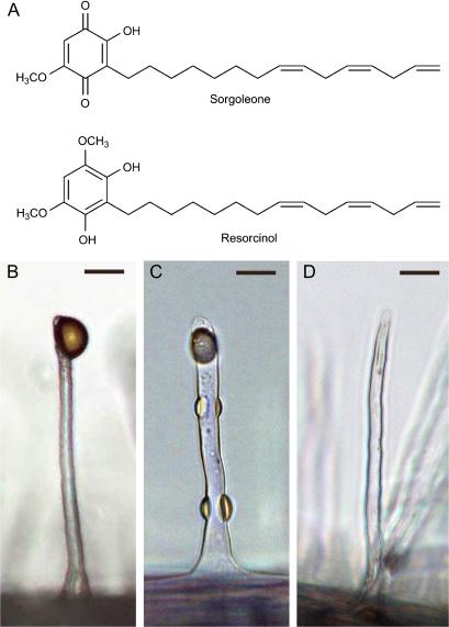 https://cdn.ncbi.nlm.nih.gov/pmc/blobs/c758/2682501/d503ede4a4df/jexboterp082f01_3c.jpg