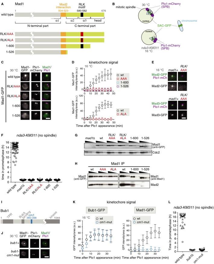 https://cdn.ncbi.nlm.nih.gov/pmc/blobs/c75c/3989695/1ee65bbb0684/embr0015-0291-f1.jpg