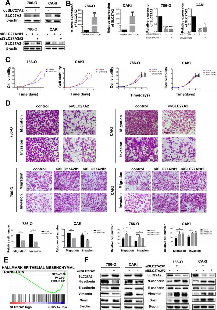 https://cdn.ncbi.nlm.nih.gov/pmc/blobs/c75c/9352701/2359660861a8/41420_2022_1145_Fig4_HTML.jpg