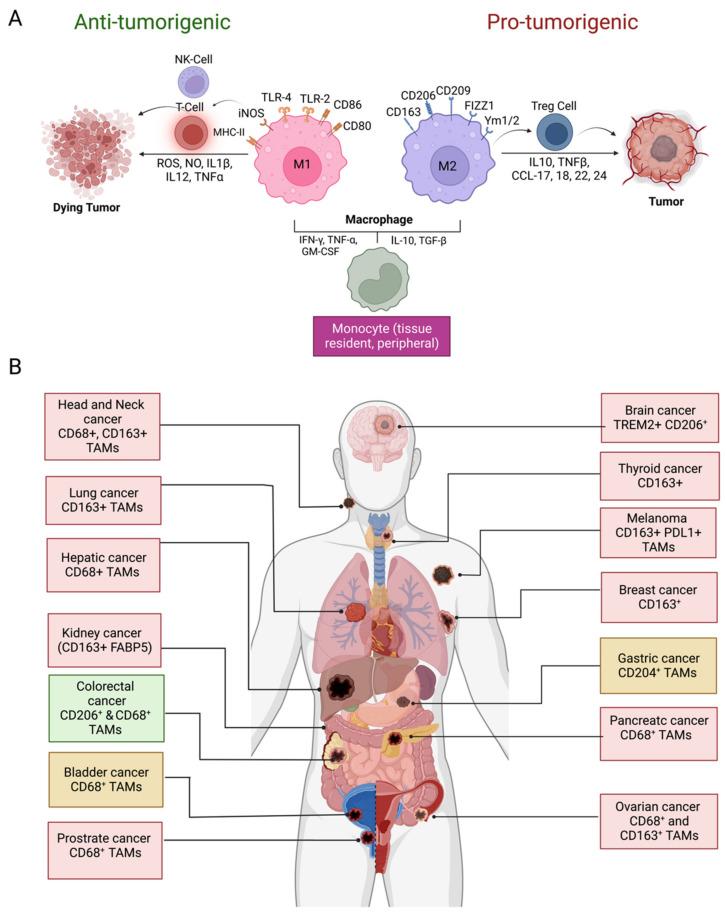 https://cdn.ncbi.nlm.nih.gov/pmc/blobs/c75d/9863216/815cddb4ec51/vaccines-11-00055-g001.jpg