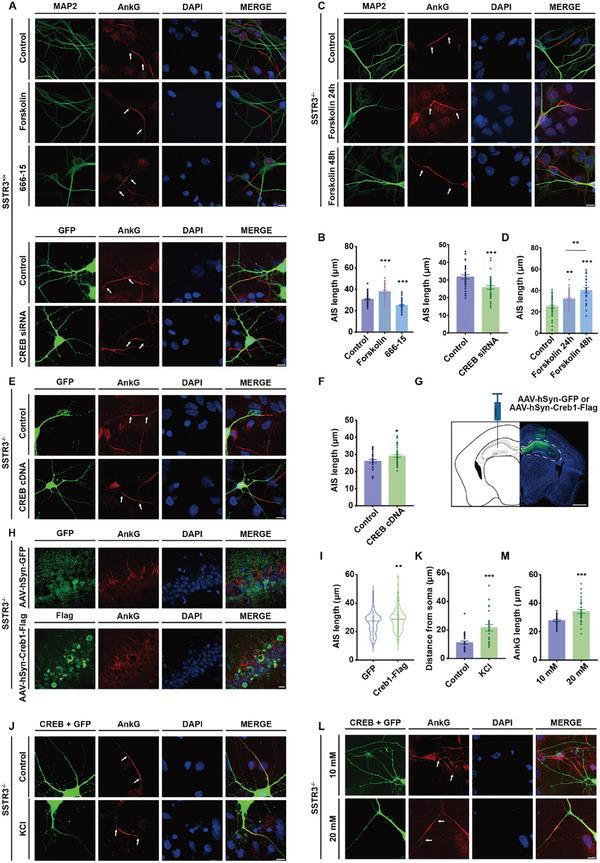 https://cdn.ncbi.nlm.nih.gov/pmc/blobs/c761/11884599/2715abfc61ec/ADVS-12-2407405-g009.jpg