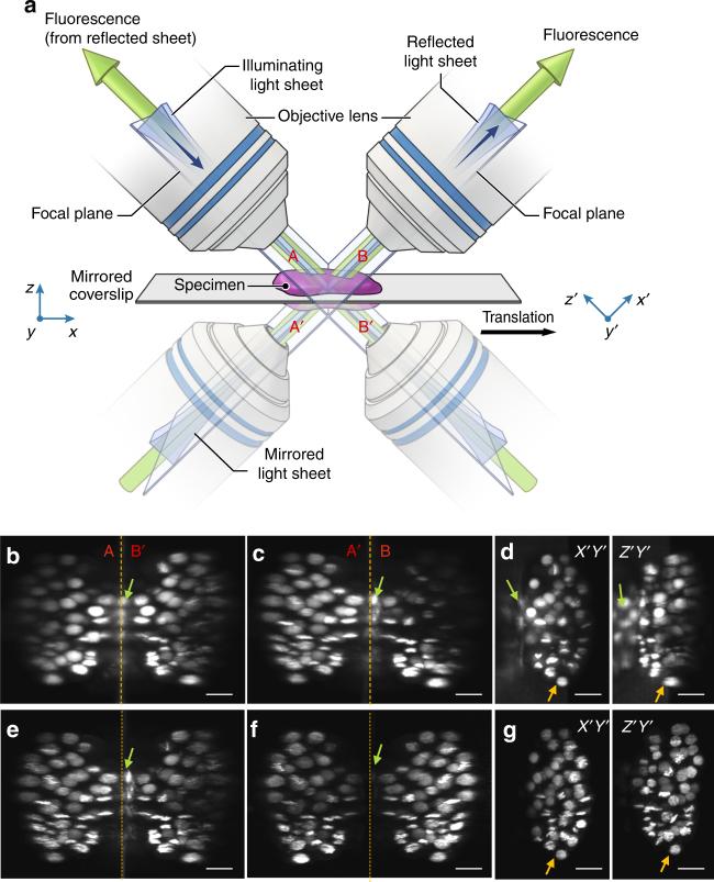 https://cdn.ncbi.nlm.nih.gov/pmc/blobs/c761/5682293/e2b33fc8d180/41467_2017_1250_Fig1_HTML.jpg