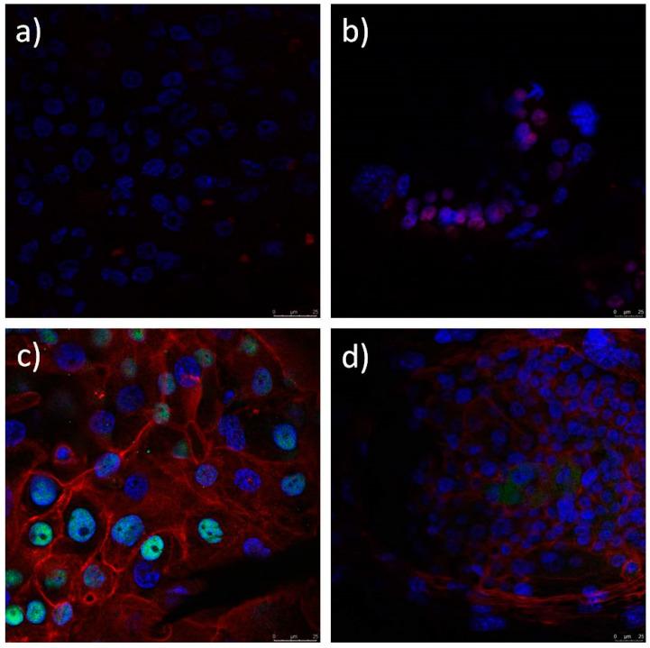 https://cdn.ncbi.nlm.nih.gov/pmc/blobs/c764/7465675/9c259ce9c433/polymers-12-01758-g016.jpg