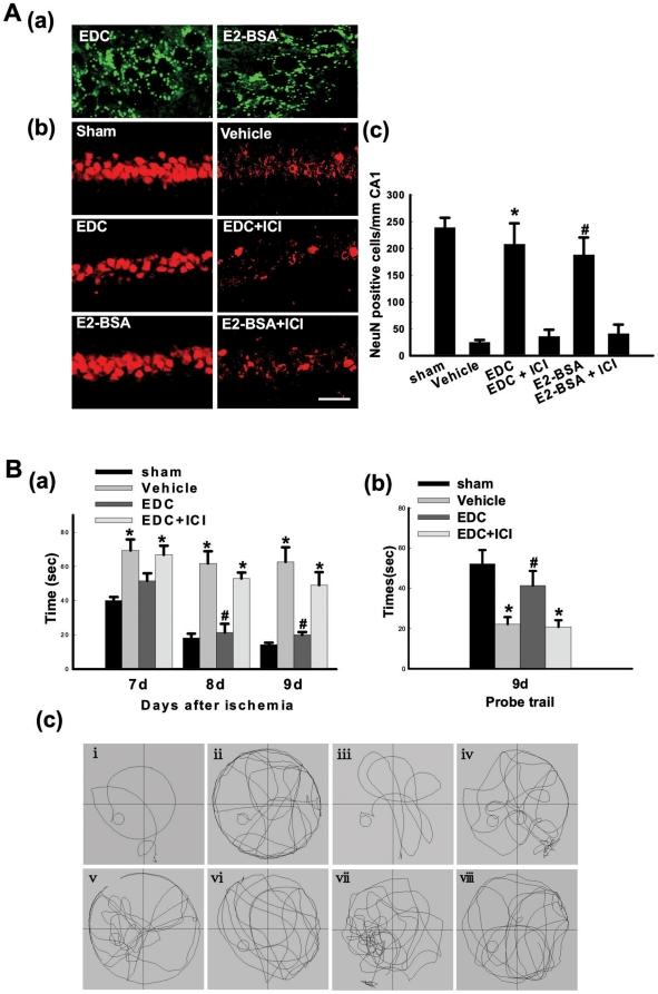 https://cdn.ncbi.nlm.nih.gov/pmc/blobs/c766/2866326/74f08202f133/pone.0009851.g001.jpg