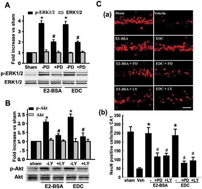 https://cdn.ncbi.nlm.nih.gov/pmc/blobs/c766/2866326/e5f78ec99bc9/pone.0009851.g005.jpg
