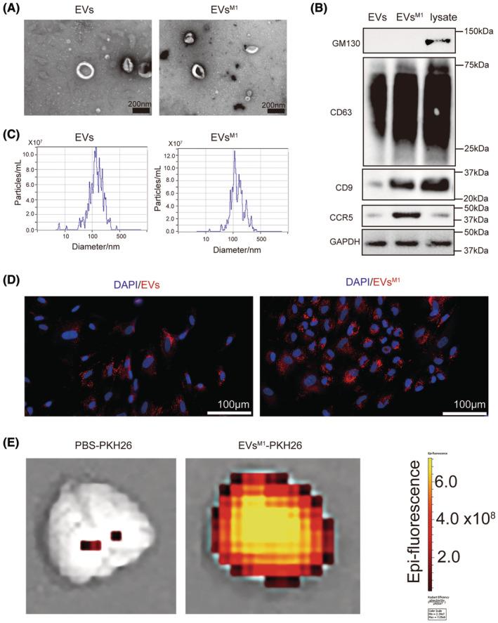 https://cdn.ncbi.nlm.nih.gov/pmc/blobs/c768/11324532/aa73e4d9c802/CNS-30-e14924-g007.jpg