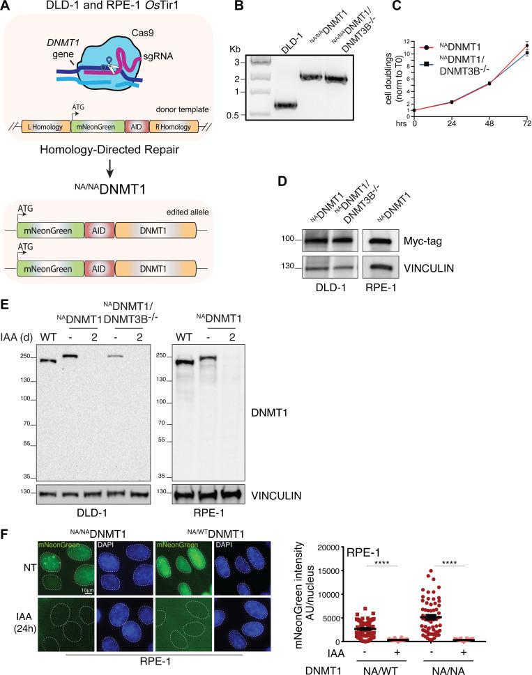https://cdn.ncbi.nlm.nih.gov/pmc/blobs/c769/10876481/774a4344b501/JCB_202307026_FigS1.jpg