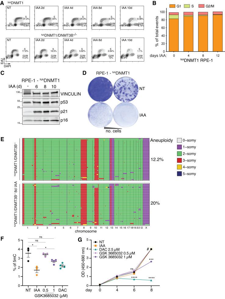 https://cdn.ncbi.nlm.nih.gov/pmc/blobs/c769/10876481/e91017a93d50/JCB_202307026_FigS4.jpg