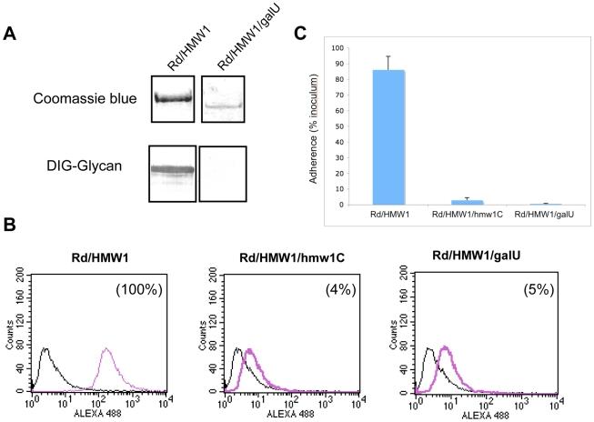 https://cdn.ncbi.nlm.nih.gov/pmc/blobs/c769/2877744/59109bff2b50/ppat.1000919.g004.jpg