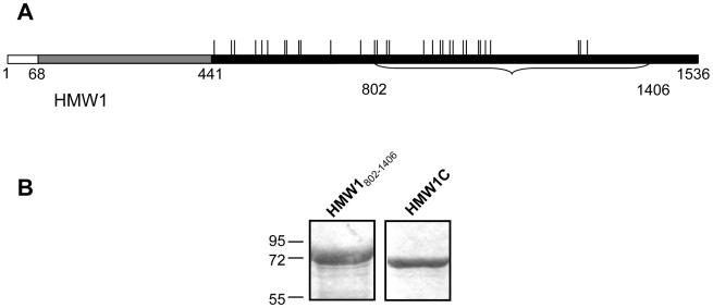 https://cdn.ncbi.nlm.nih.gov/pmc/blobs/c769/2877744/bc86abc0001e/ppat.1000919.g001.jpg