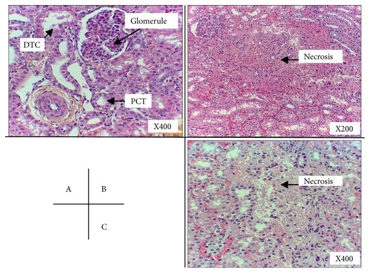 https://cdn.ncbi.nlm.nih.gov/pmc/blobs/c76b/6745153/631be9b78b4c/BMRI2019-5924101.005.jpg