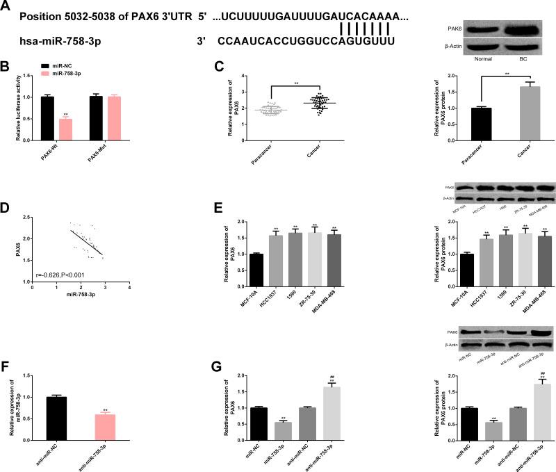 https://cdn.ncbi.nlm.nih.gov/pmc/blobs/c76c/7269637/260219a2161f/CMAR-12-4073-g0005.jpg