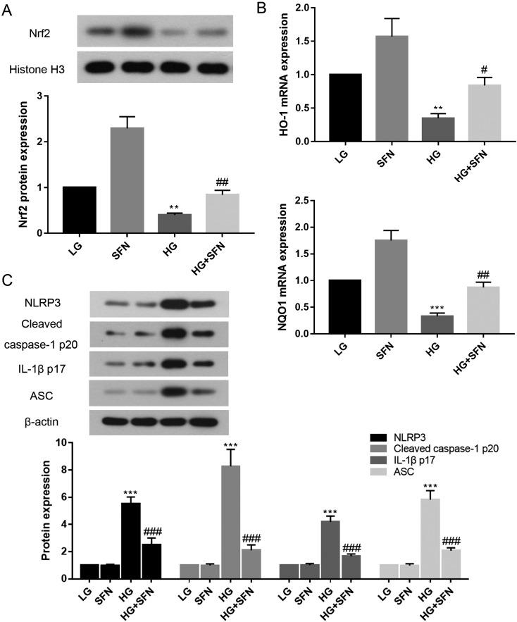 https://cdn.ncbi.nlm.nih.gov/pmc/blobs/c76e/6511524/ba8cc5030aa7/expanim-68-221-g005.jpg