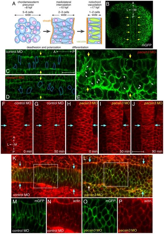 https://cdn.ncbi.nlm.nih.gov/pmc/blobs/c771/2780292/dc29f71aa309/pone.0008150.g006.jpg