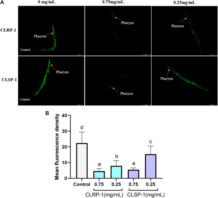 https://cdn.ncbi.nlm.nih.gov/pmc/blobs/c781/9449496/84e1857dd756/fphar-13-937581-g006.jpg