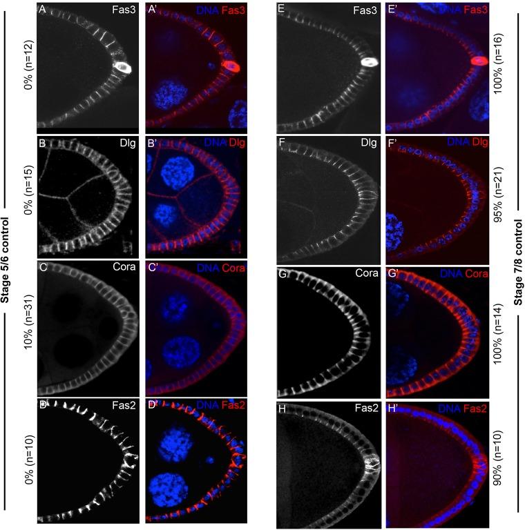 https://cdn.ncbi.nlm.nih.gov/pmc/blobs/c782/4852512/322a7338d5e3/develop-143-130070-g4.jpg
