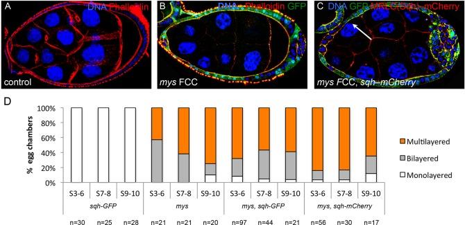 https://cdn.ncbi.nlm.nih.gov/pmc/blobs/c782/4852512/5ba799798ee7/develop-143-130070-g8.jpg