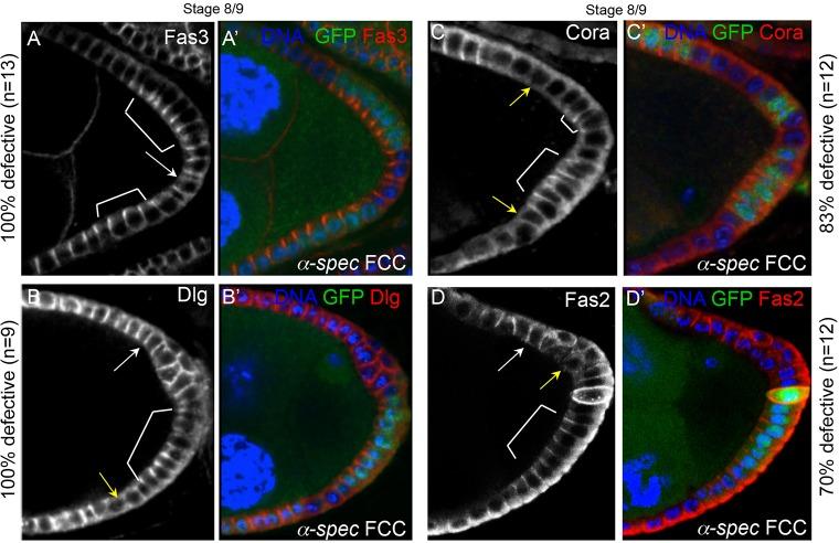 https://cdn.ncbi.nlm.nih.gov/pmc/blobs/c782/4852512/84d558a01017/develop-143-130070-g5.jpg