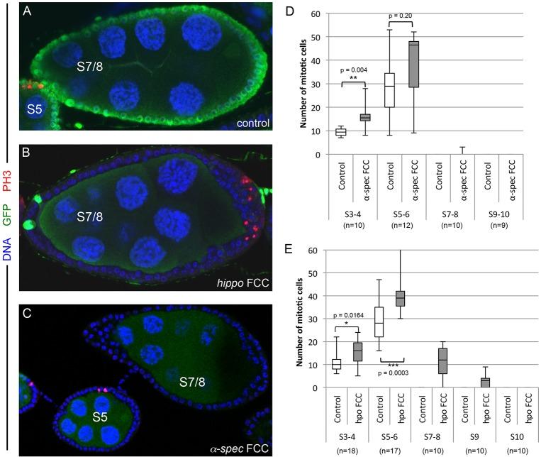 https://cdn.ncbi.nlm.nih.gov/pmc/blobs/c782/4852512/e3711868e000/develop-143-130070-g3.jpg