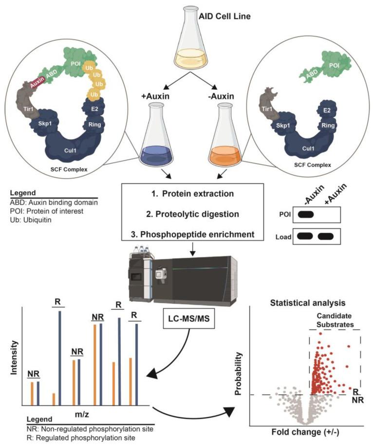 https://cdn.ncbi.nlm.nih.gov/pmc/blobs/c783/10180314/9c616a897f44/molecules-28-03675-g004.jpg