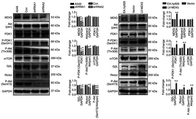 https://cdn.ncbi.nlm.nih.gov/pmc/blobs/c783/9162052/1c5eb032793e/IJO-61-01-05372-g11.jpg