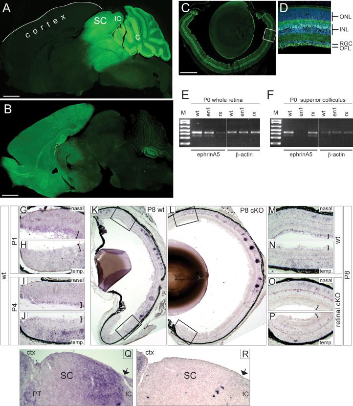 https://cdn.ncbi.nlm.nih.gov/pmc/blobs/c784/4250266/0eecf9188ce3/gr3.jpg