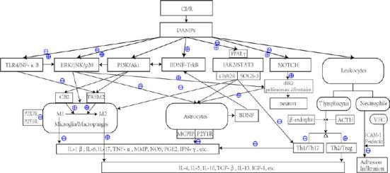 https://cdn.ncbi.nlm.nih.gov/pmc/blobs/c78f/8178780/c757ca1fb3b2/NRR-16-944-g001.jpg