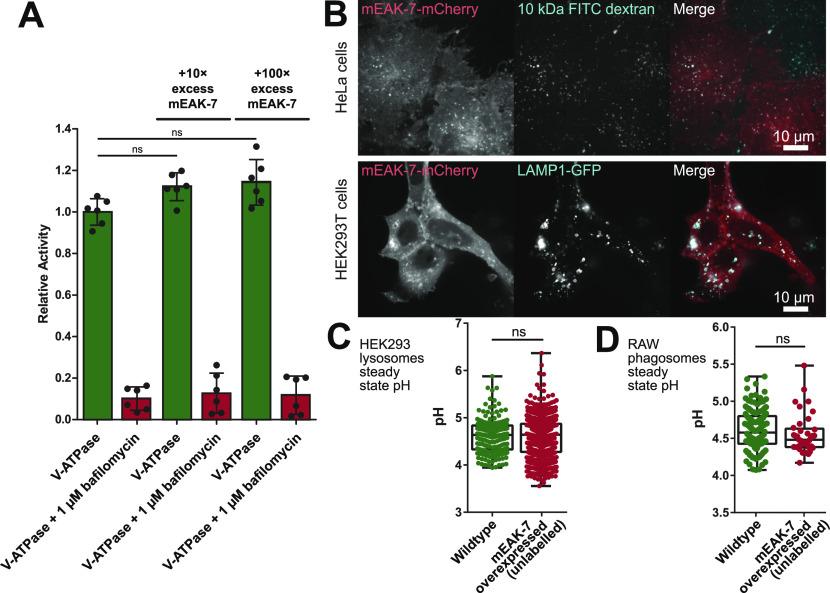 https://cdn.ncbi.nlm.nih.gov/pmc/blobs/c78f/9263379/e1cb985a7a4a/LSA-2022-01527_Fig3.jpg
