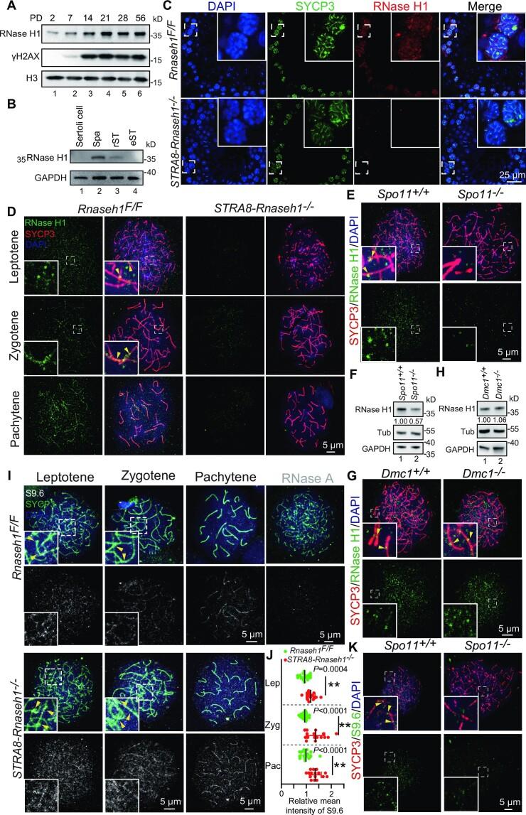 https://cdn.ncbi.nlm.nih.gov/pmc/blobs/c791/10415156/314e97a1c73b/gkad524fig5.jpg