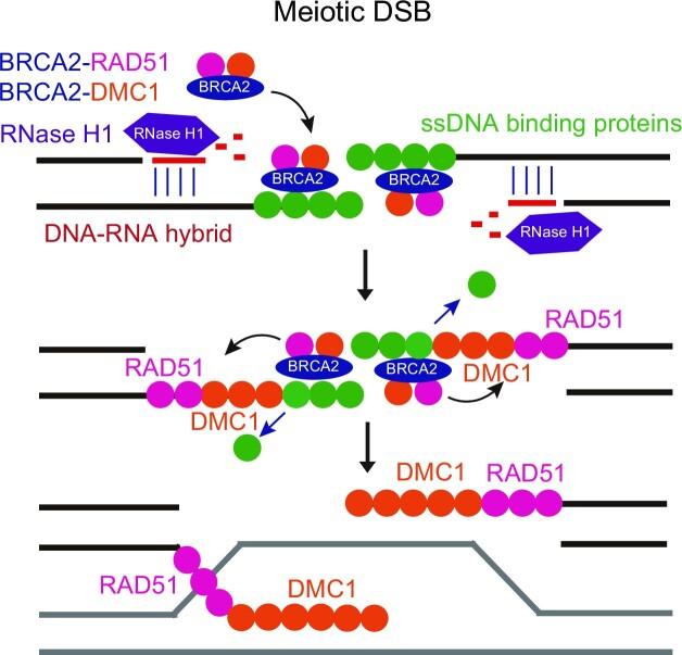 https://cdn.ncbi.nlm.nih.gov/pmc/blobs/c791/10415156/38e2bba332ec/gkad524fig7.jpg