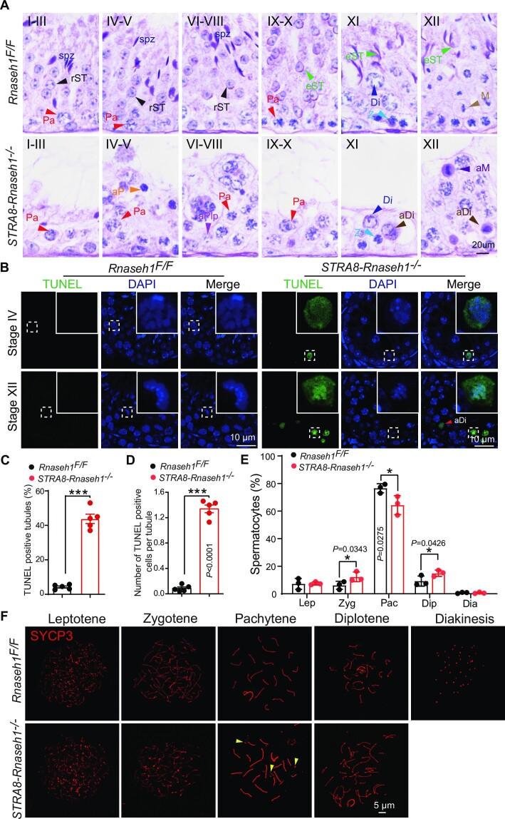 https://cdn.ncbi.nlm.nih.gov/pmc/blobs/c791/10415156/83a1d3d14785/gkad524fig2.jpg