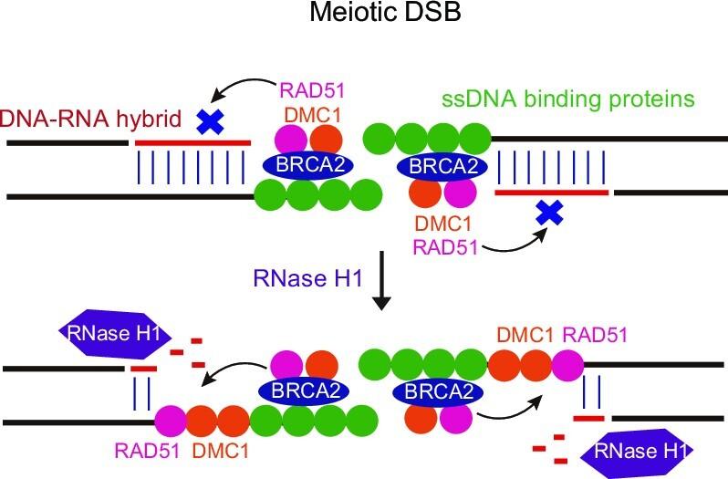 https://cdn.ncbi.nlm.nih.gov/pmc/blobs/c791/10415156/bb1317255fff/gkad524figgra1.jpg
