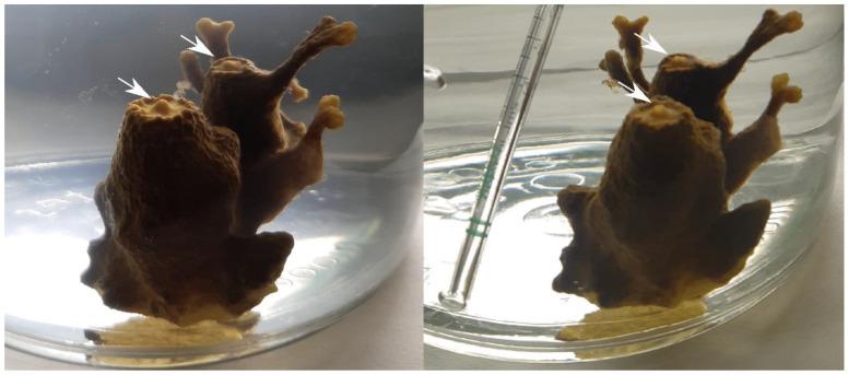 https://cdn.ncbi.nlm.nih.gov/pmc/blobs/c792/11852045/20b002c647fe/biology-14-00140-g001.jpg