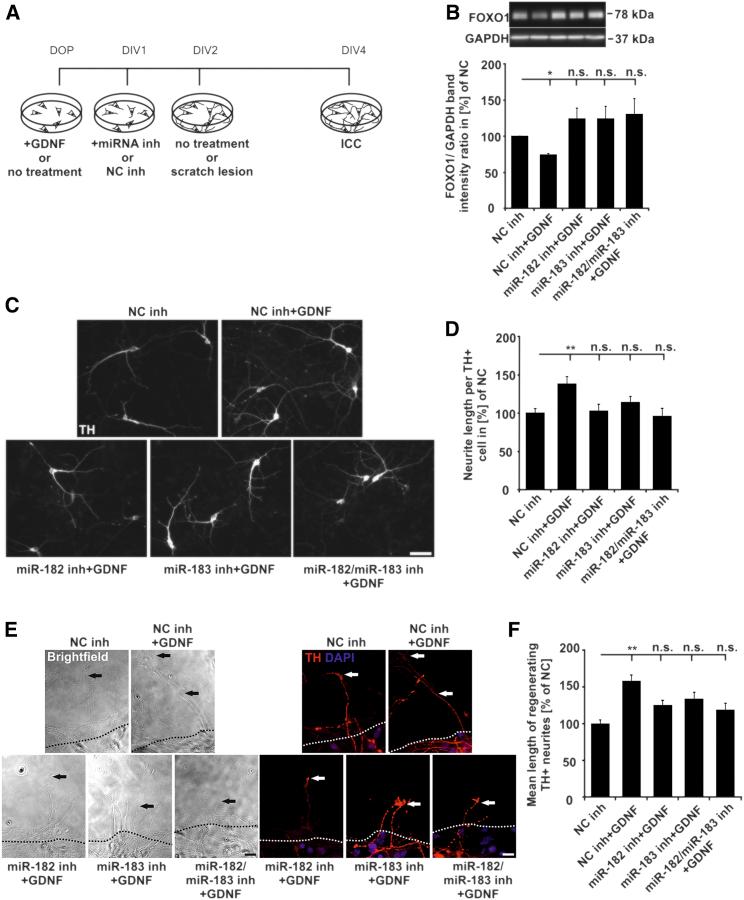 https://cdn.ncbi.nlm.nih.gov/pmc/blobs/c792/5849806/2f5139b22750/gr4.jpg