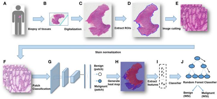 https://cdn.ncbi.nlm.nih.gov/pmc/blobs/c798/7562716/a0dd3c4a3dfb/fphar-11-572372-g004.jpg