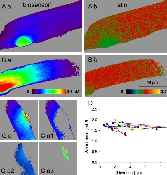 https://cdn.ncbi.nlm.nih.gov/pmc/blobs/c799/3149433/72bfa92a8c25/JGP_201010591_RGB_Fig8.jpg