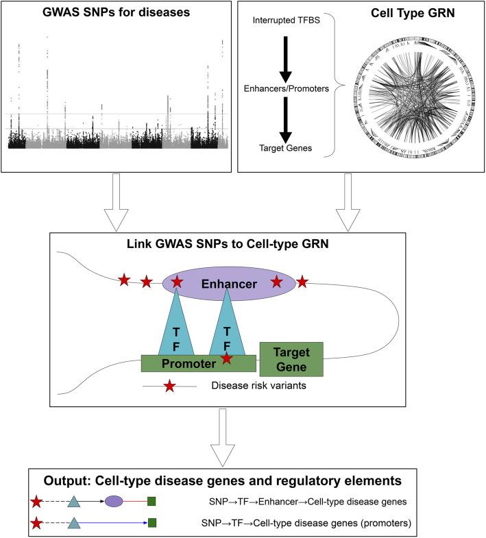 https://cdn.ncbi.nlm.nih.gov/pmc/blobs/c7a1/8161957/5ec463255685/13073_2021_908_Fig2_HTML.jpg