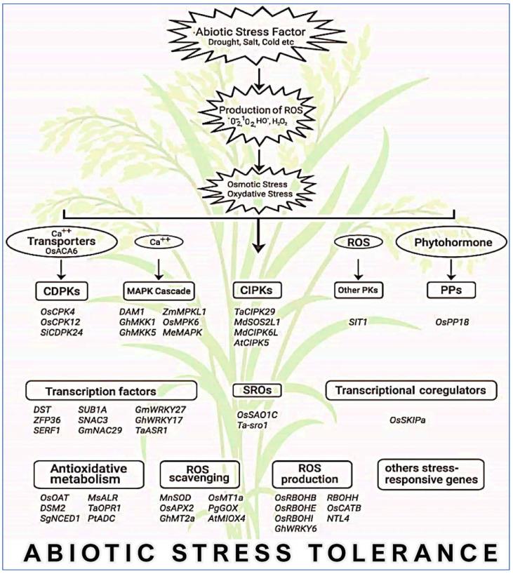 https://cdn.ncbi.nlm.nih.gov/pmc/blobs/c7ab/8471759/55892de1a8a4/plants-10-01910-g007.jpg