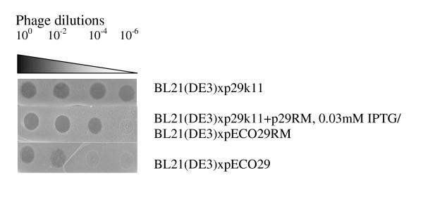 https://cdn.ncbi.nlm.nih.gov/pmc/blobs/c7ae/3039593/36dec1b67468/1471-2148-11-35-5.jpg